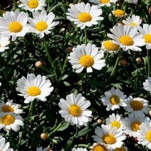 عزیزان: سطح زیر کشت گیاهان دارویی در ایلام ۲۶۰ هکتار است