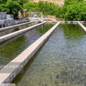 ایران کمتر از یک درصد از سهم تولید جهانی صنعت آبزی‌پروری را دارد