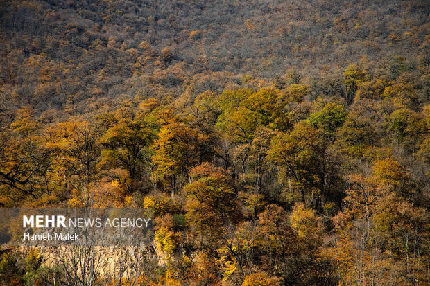 آفت کشاورزی در کنار جنگل‌ها