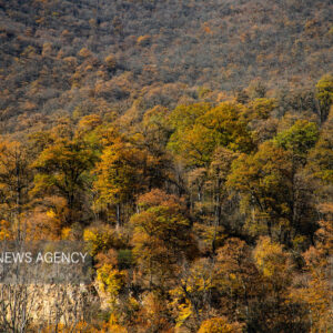 آفت کشاورزی در کنار جنگل‌ها