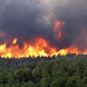 گزارش کمیسیون شوراها؛ نقش عامل انسانی در حریق جنگل‌های هیرکانی