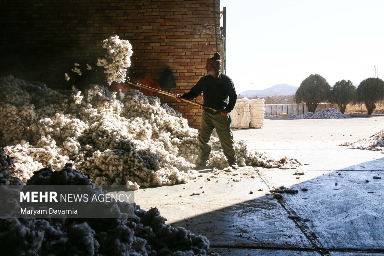 فروپاشی خاموشِ سفید طلایی؛ چرا پنبهکاری در خراسان رضوی صرفه ندارد؟