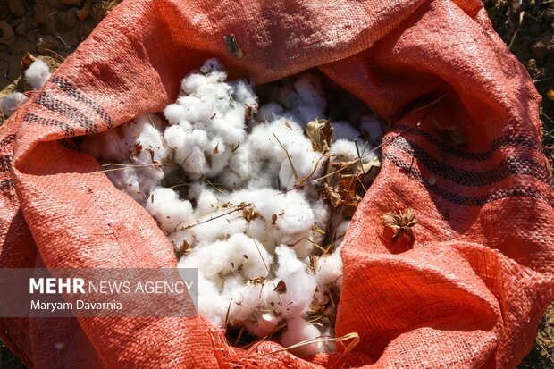 فروپاشی خاموشِ سفید طلایی؛ چرا پنبه‌کاری در خراسان رضوی صرفه ندارد؟