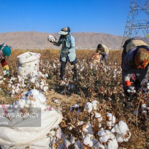 اینفوگرافیک؛ مثلث بحران در پنبه خراسان رضوی