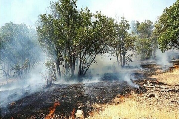 مرزبانی: بیش از ۵ هزار متر مربع از جنگل‌ های تالش در آتش سوخت