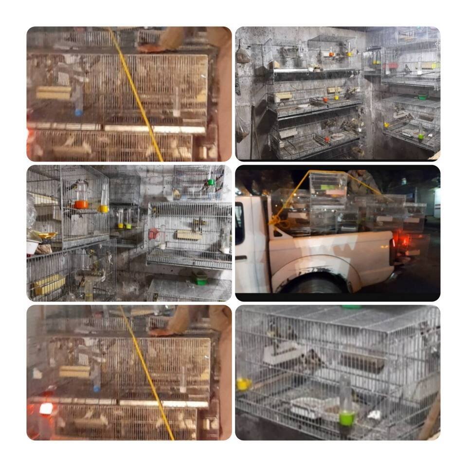 کشف محموله بزرگ سهره طلایی از یک شکارچی متخلف در مریوان