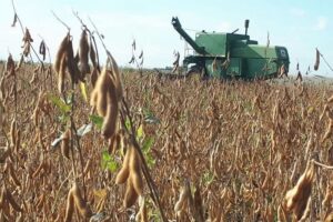 برداشت ۳۵ هزار تن سویا در اردبیل پیش بینی شد