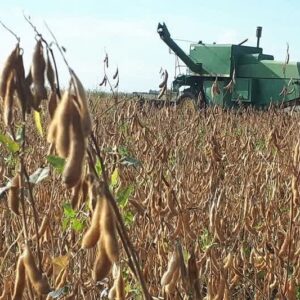 برداشت ۳۵ هزار تن سویا در اردبیل پیش بینی شد