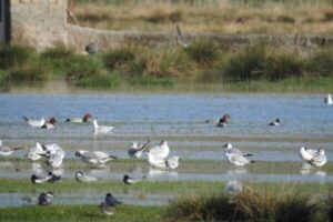 قائمی: ۳ تالاب نقده احیا شد؛ پذیرایی از پرندگان مهاجر
