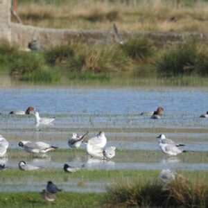 قائمی: ۳ تالاب نقده احیا شد؛ پذیرایی از پرندگان مهاجر