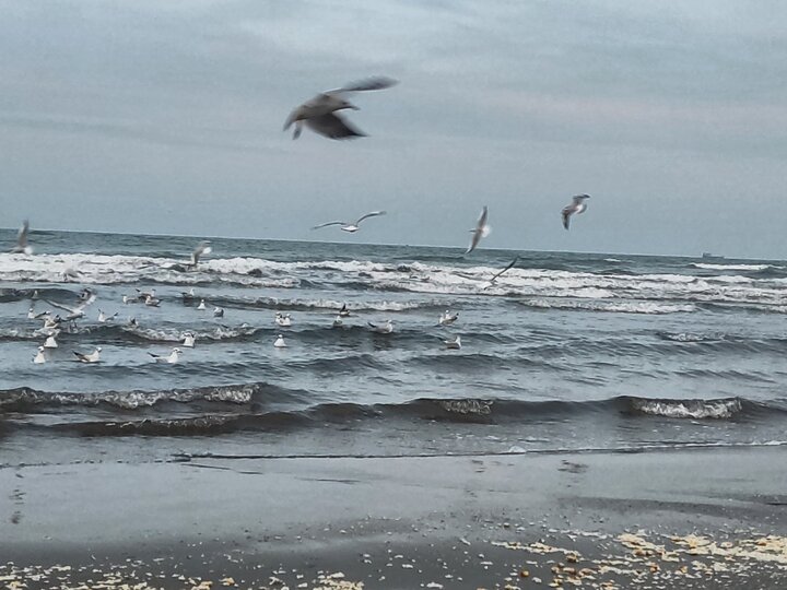 آوای مرغان دریایی در ساحل نوشهر