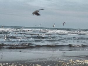 آوای مرغان دریایی در ساحل نوشهر