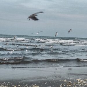 آوای مرغان دریایی در ساحل نوشهر