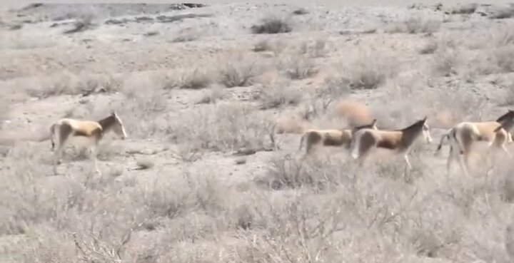 طبیعت بی‌نظیر پارک ملی توران شاهرود