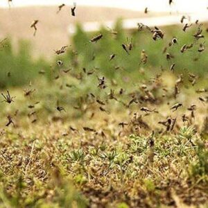 شیبانی: هجوم ملخ ها در خراسان رضوی تحت کنترل است