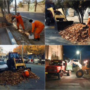 ۴ تن برگ درخت در گلپایگان جمع آوری شد
