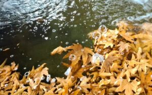 طبیعت پاییزی منطقه گردشگری سرچشمه شهرستان محلات