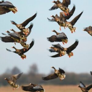 خطر شیوع آنفلوآنزای فوق‌حاد پرندگان در هرمزگان