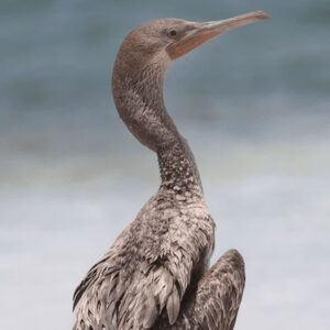 «باکلان» پس از درمان به دره انجیر بازگشت