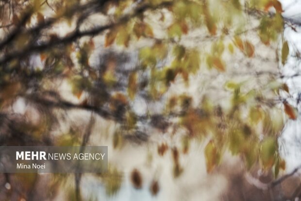 تبریز بارانی شد