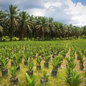 پویش «در سایه مادر» در ۱۱ شهرستان هرمزگان برگزار می شود