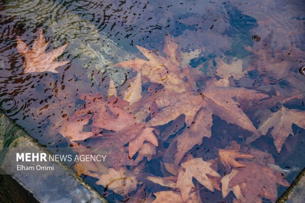 سنندج در آغوش باران؛ پاییزی پر از رنگ و طراوت