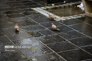 بارش‌ها در فریدن نسبت به سال گذشته کاهش داشته است