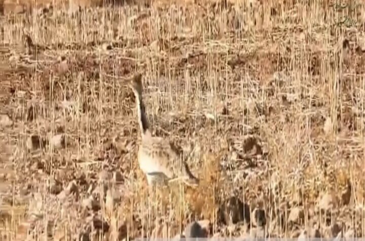 مشاهده و ثبت مجدد گونه هوبره در حاشیه منطقه حفاظت‌شده سبزکوه