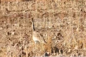 مشاهده و ثبت مجدد گونه هوبره در حاشیه منطقه حفاظت‌شده سبزکوه