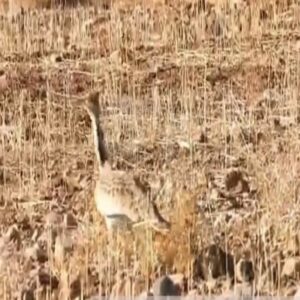 مشاهده و ثبت مجدد گونه هوبره در حاشیه منطقه حفاظت‌شده سبزکوه