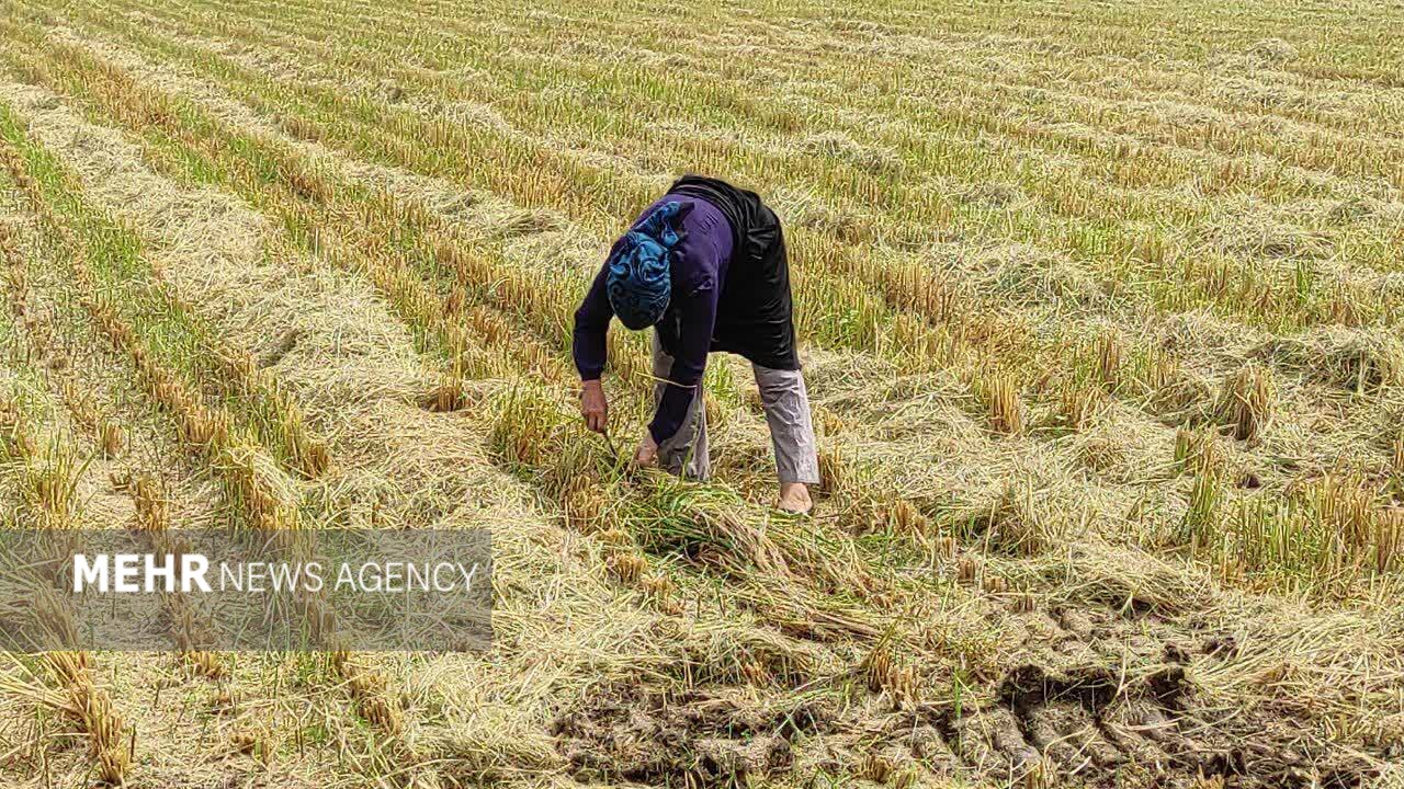 او یک مادر است؛ روایتی از زن گیلانی که قامتش زیر بار زندگی خم نشد