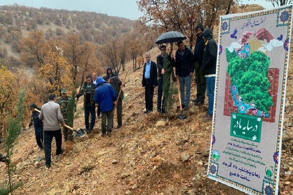 کهگیلویه و بویراحمدی ها زیر باران  به نام مادر نهال کاشتند