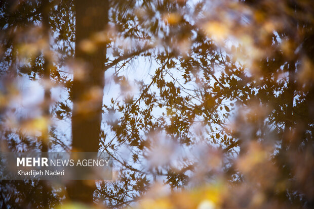 باران پاییزی در چهارباغ اصفهان