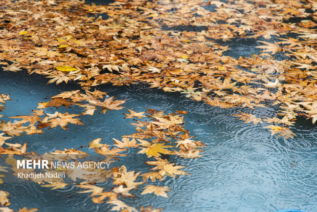 باران پاییزی در چهارباغ اصفهان