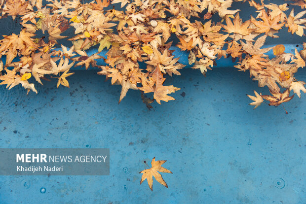 باران پاییزی در چهارباغ اصفهان