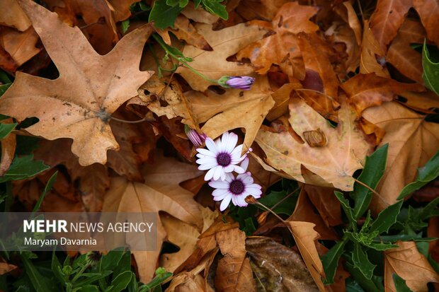 اولین باران پاییزی در بجنورد