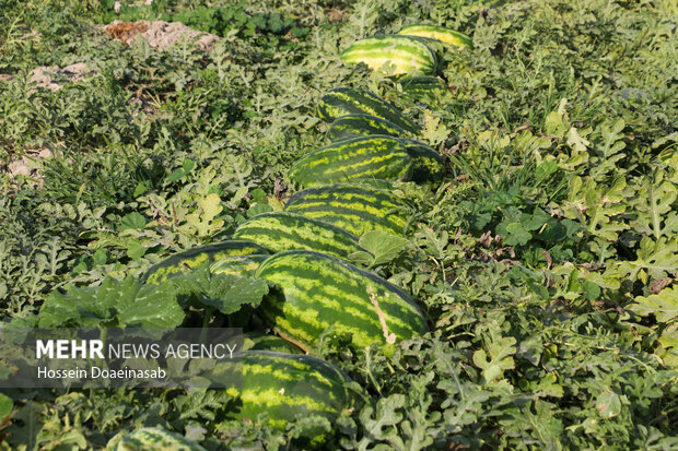 برداشت هندوانه شب یلدا در هشتبندی