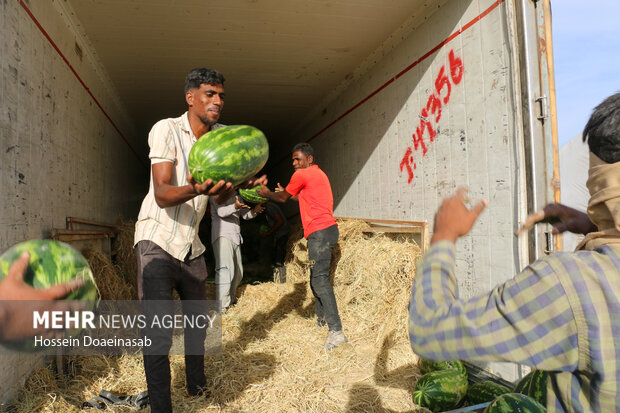 برداشت هندوانه شب یلدا در هشتبندی