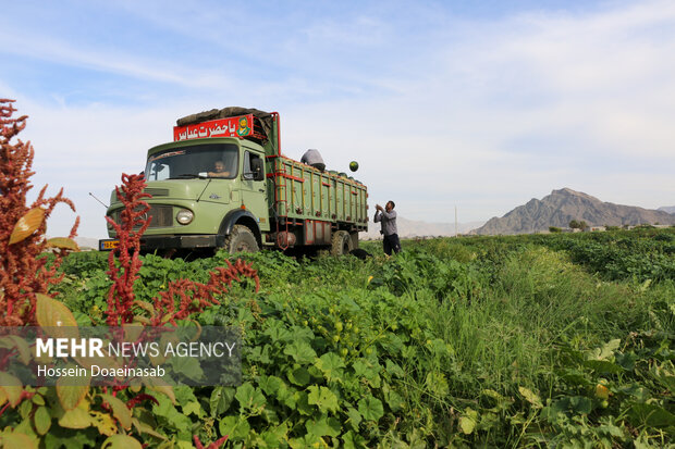 برداشت هندوانه شب یلدا در هشتبندی