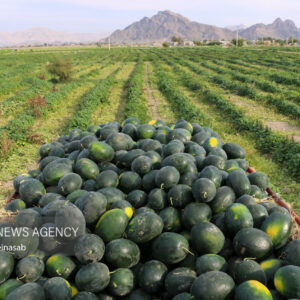 برداشت هندوانه شب یلدا در هشتبندی