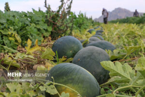 خسارات تگرگ به هندوانه‌های یلدا در میناب