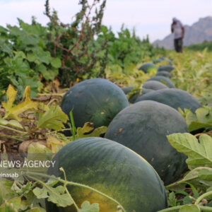 خسارات تگرگ به هندوانه‌های یلدا در میناب