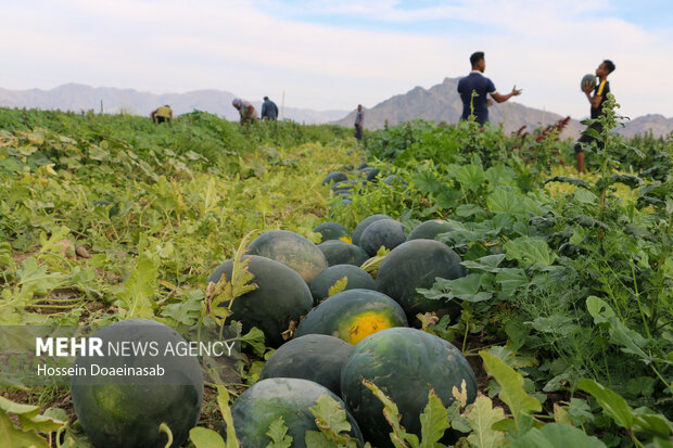 برداشت هندوانه شب یلدا در هشتبندی