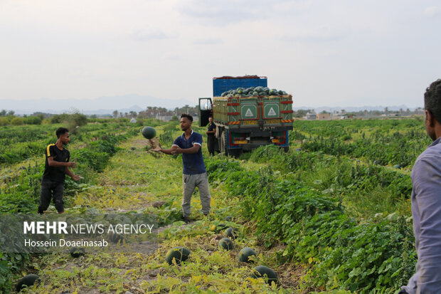برداشت هندوانه شب یلدا در هشتبندی