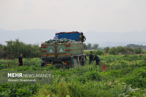 برداشت هندوانه شب یلدا در هشتبندی