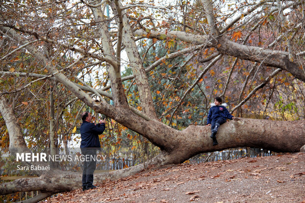 پاییز در طاق‌بستان؛ تلاقی رنگ‌های فصل با تاریخ سنگی کرمانشاه
