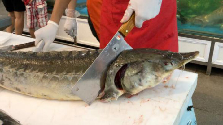 واعظی: واحدهای صنفی فروش غیرمجاز ماهیان خاویاری در آستارا تعطیل شدند