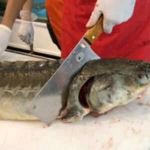 واعظی: واحدهای صنفی فروش غیرمجاز ماهیان خاویاری در آستارا تعطیل شدند