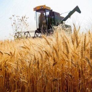 ۳۶ هزار هکتار از اراضی بوشهر زیر کشت گندم رفت