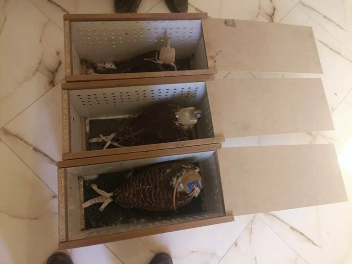 کشف سه گونه ارزشمند شاهین شکاری در شهرستان ریگان